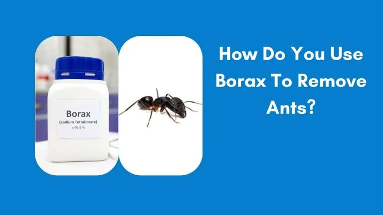 How Do You Use Borax To Remove Ants?