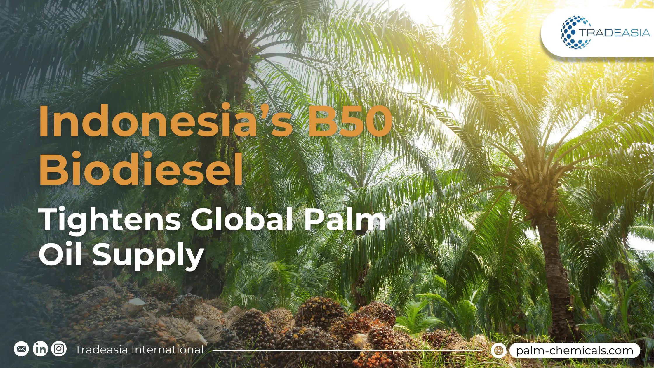 Banner Market Insight