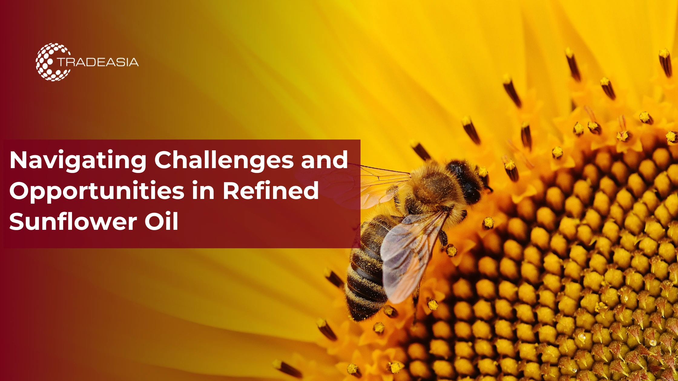 Banner Market Insight