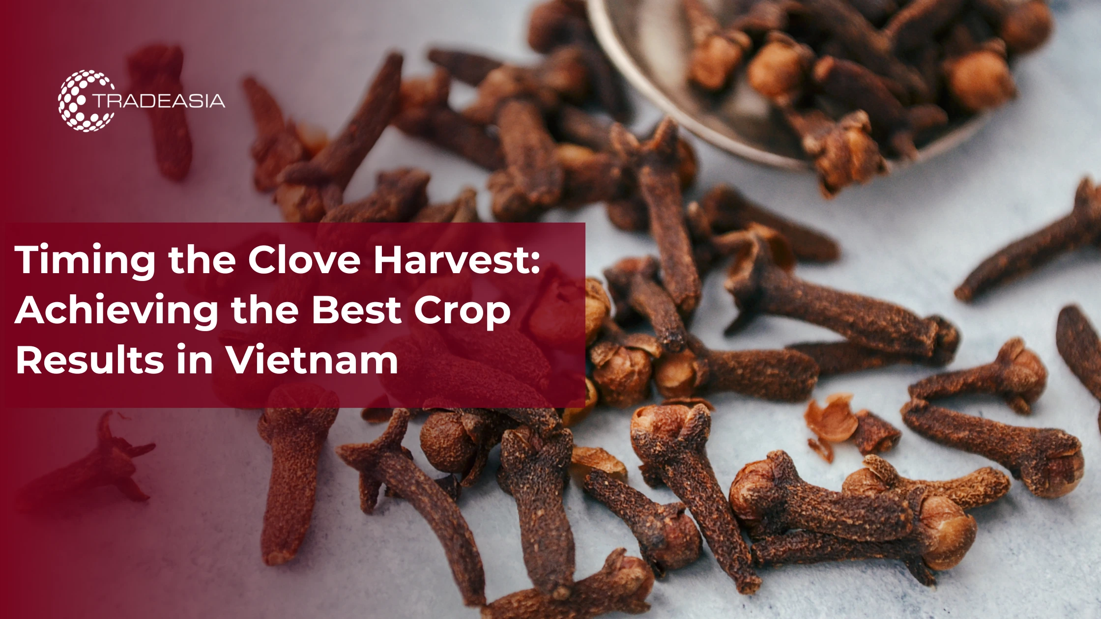 Banner Market Insight