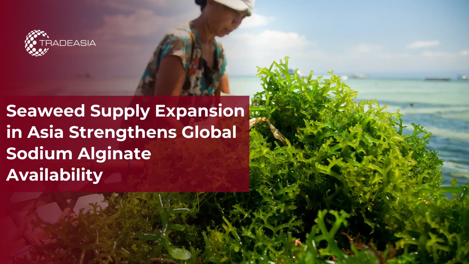 Banner Market Insight