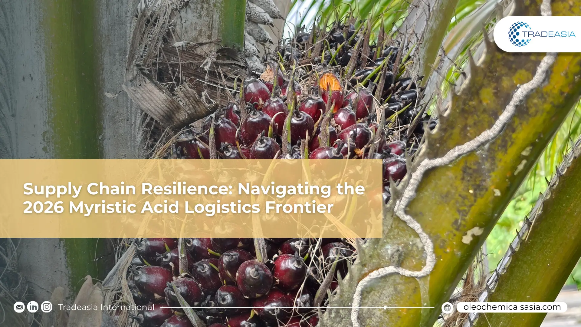 Supply Chain Resilience: Navigating the 2026 Myristic Acid Logistics Frontier