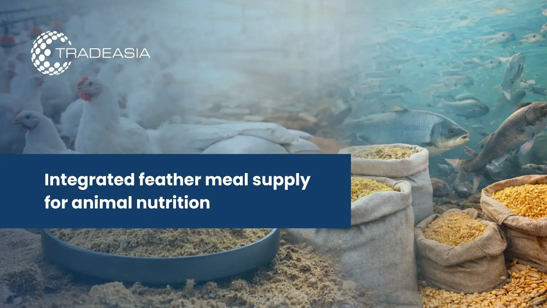 Feather Meal Supply Chains in Asia with chemtradeasia