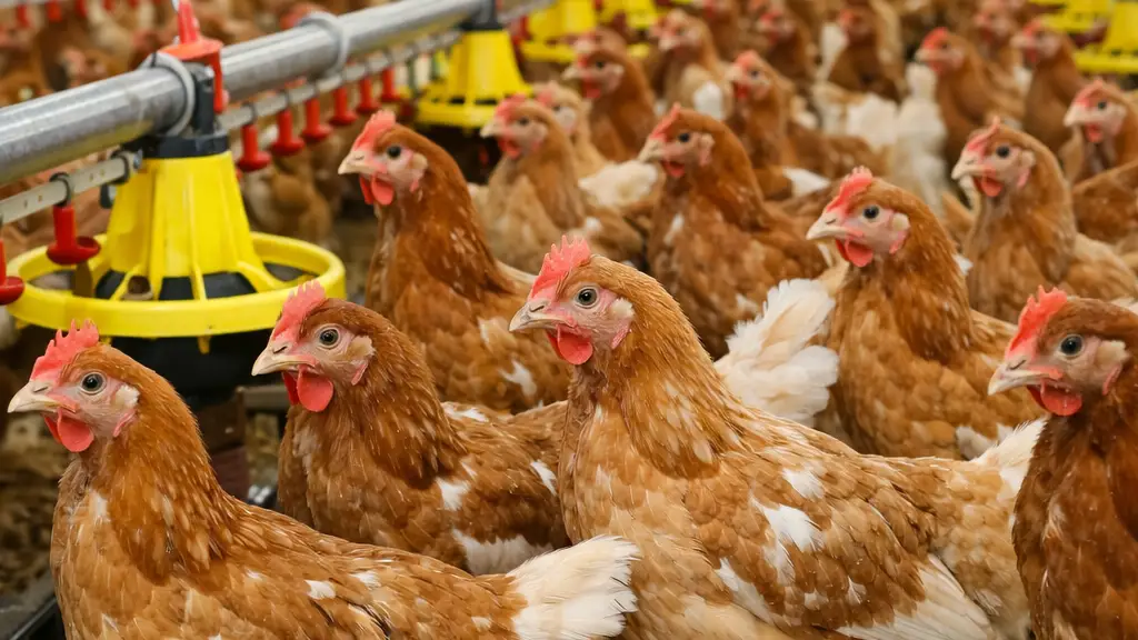 Avian Disease Impact on Feather Meal Supply 2026