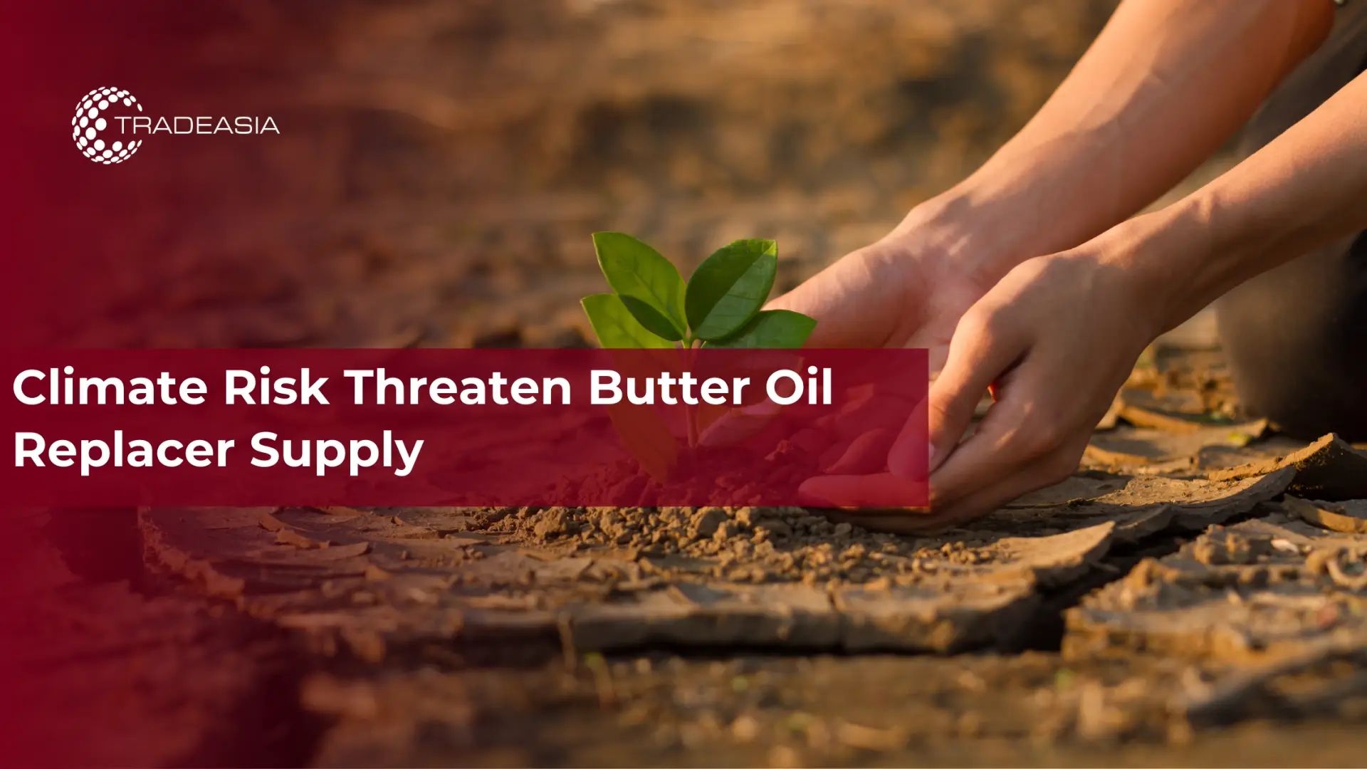 Climate Risk Threaten Butter Oil Replacer Supply