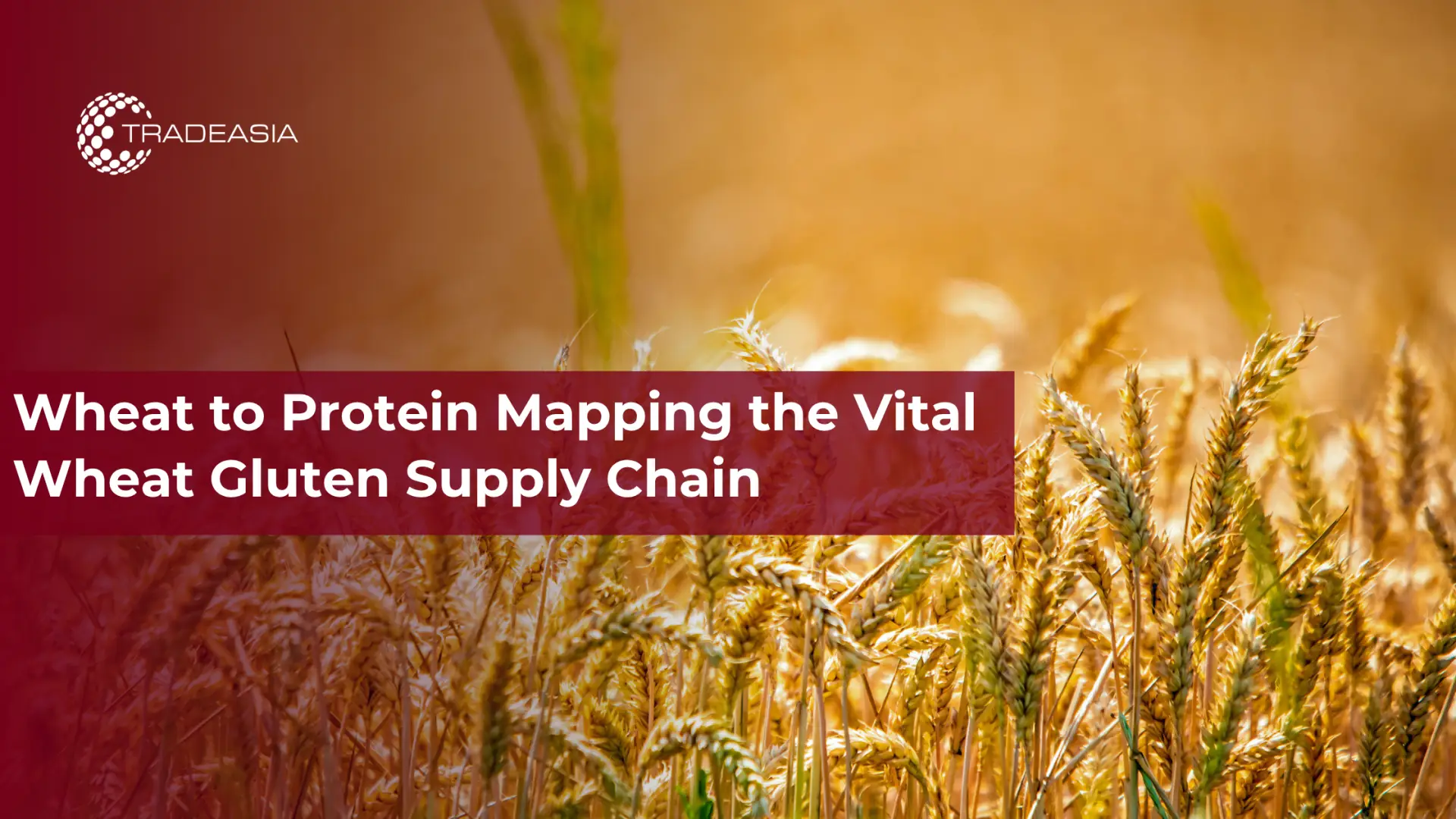 Wheat to Protein Mapping the Vital Wheat Gluten Supply Chain