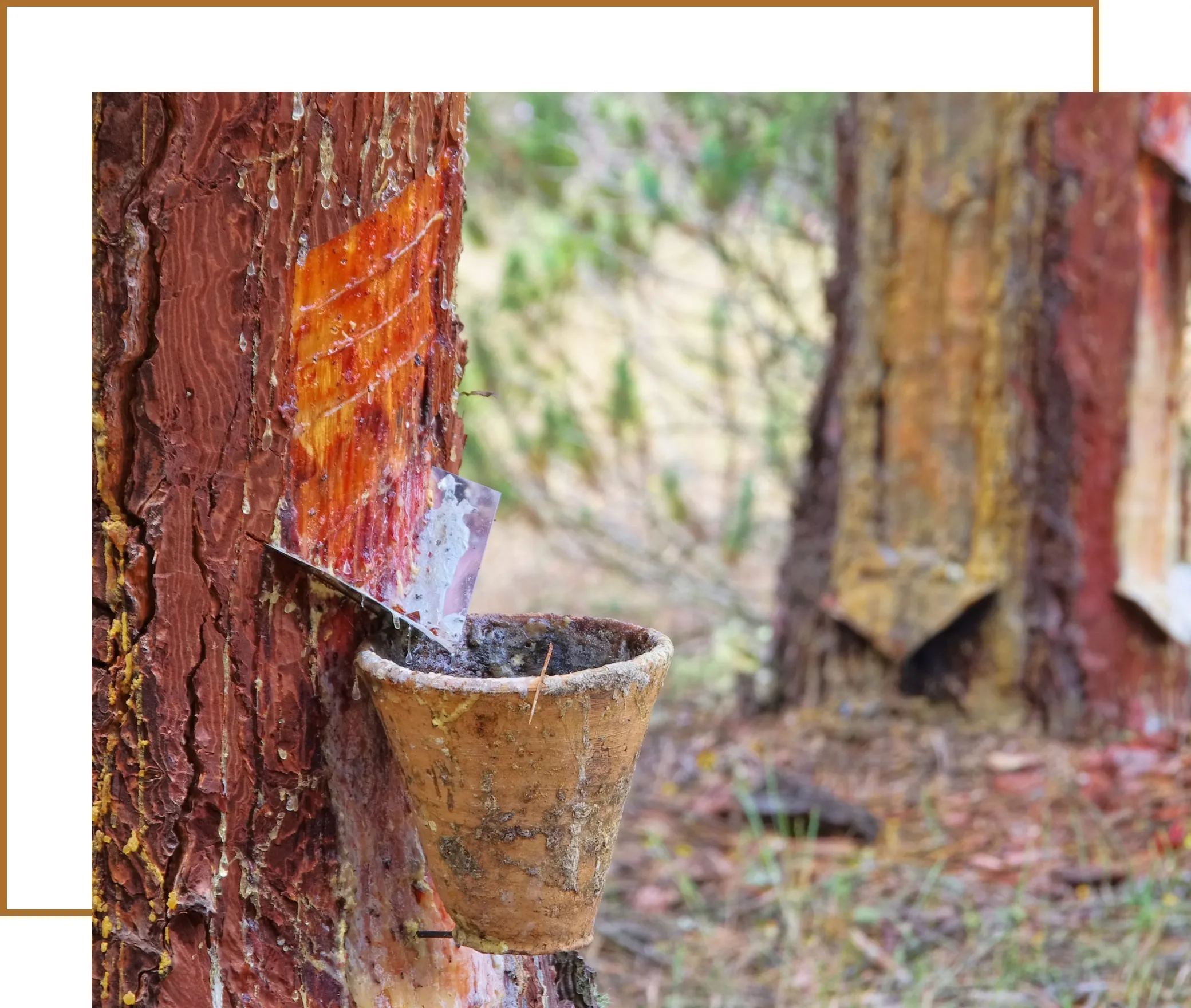 Oleo Pine by Tradeasia