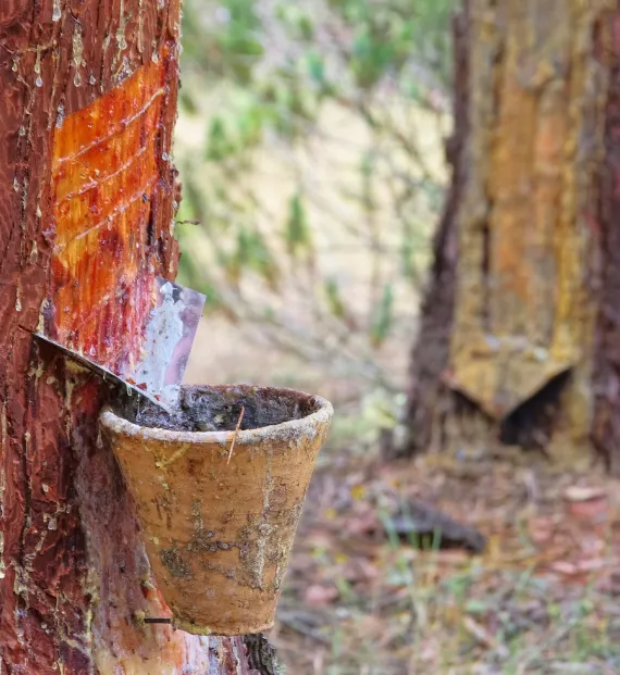 Oleo Pine Resin from Pine Chemicals India