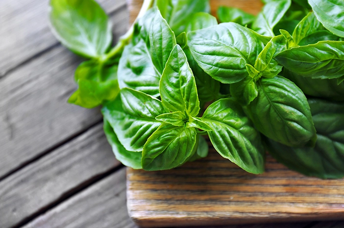 Basil Oil from Essential Oil Asia