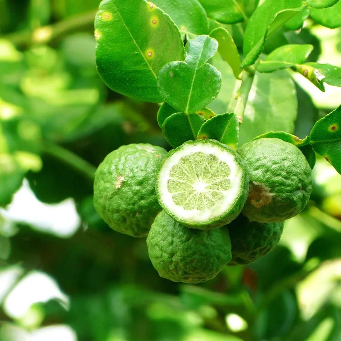 Bergamot Oil from Essential Oil Asia