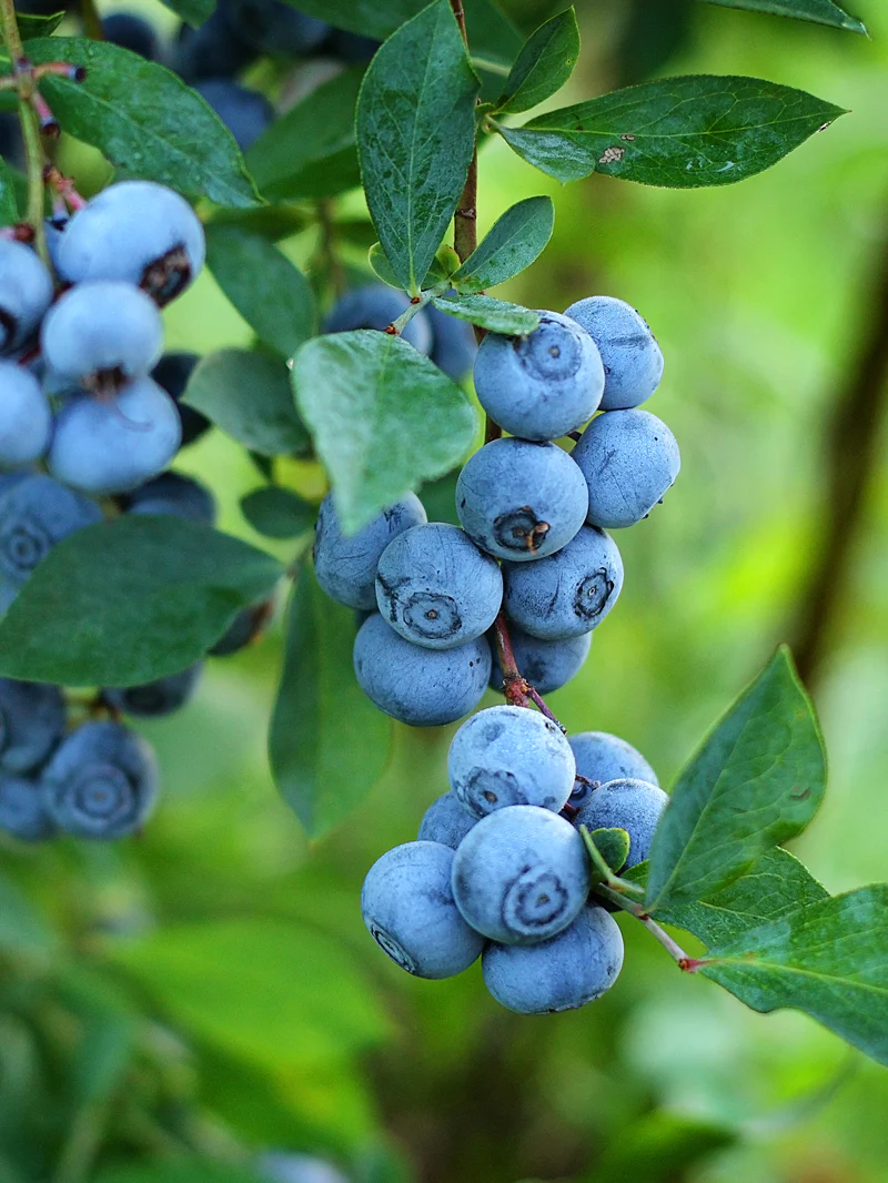 Blueberry Oil from Essential Oil Asia