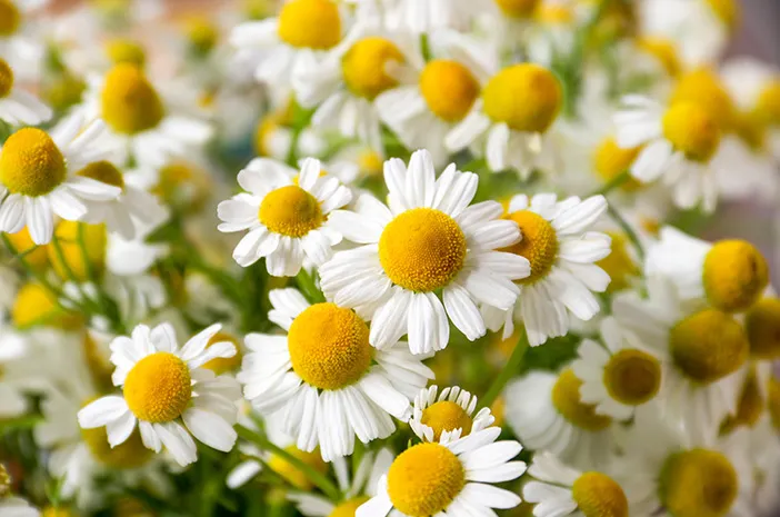 Chamomile Oil from Essential Oil Asia