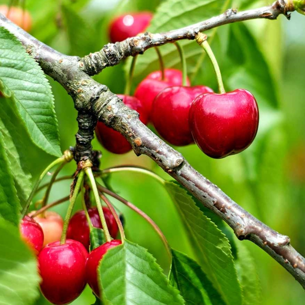 Cherry Oil from Essential Oil Asia