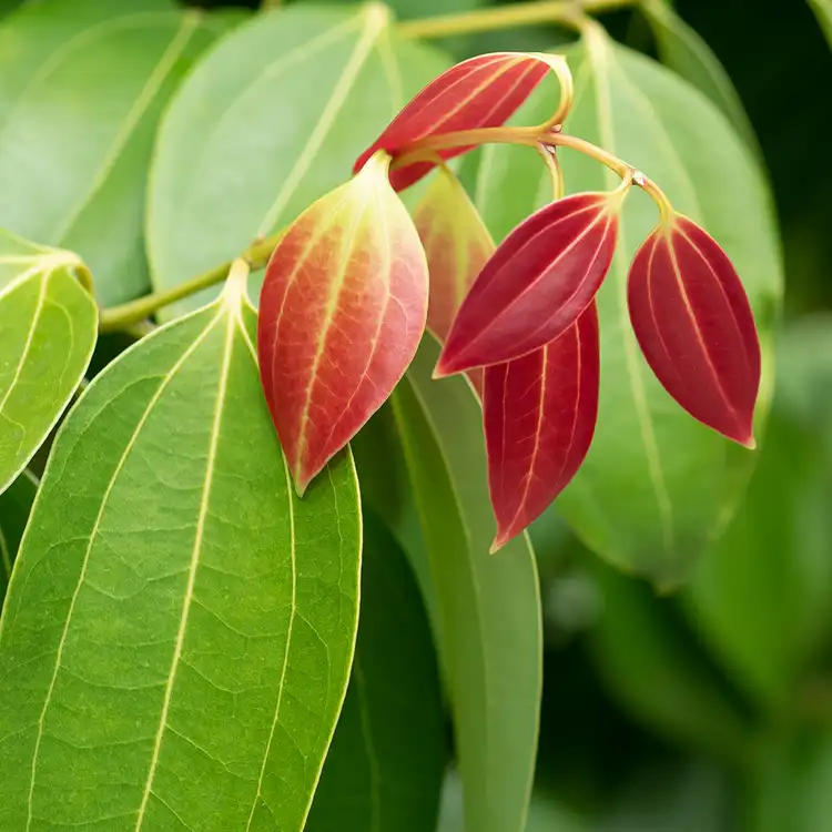 Cinnamon Leaf from Essential Oil Asia