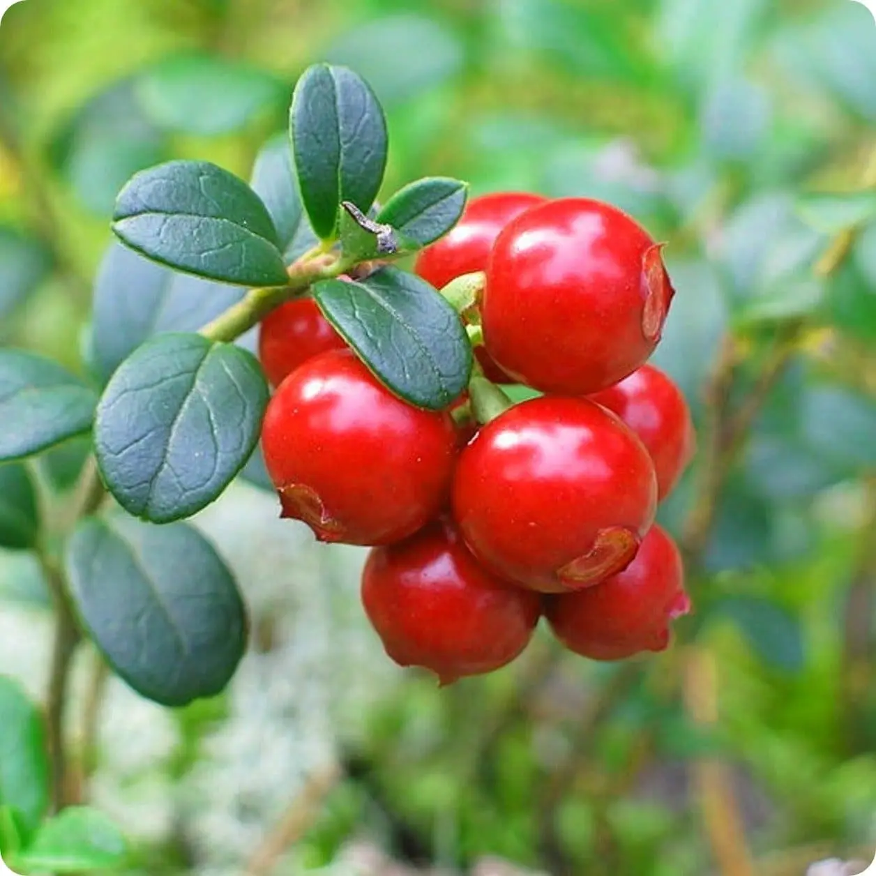 Cranberry Oil from Essential Oil Asia