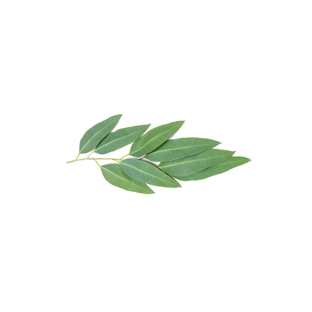 Eucalyptol from Essential Oil Asia