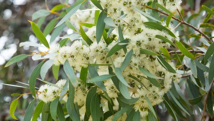 Eucalyptus oil 60% from Essential Oil Asia