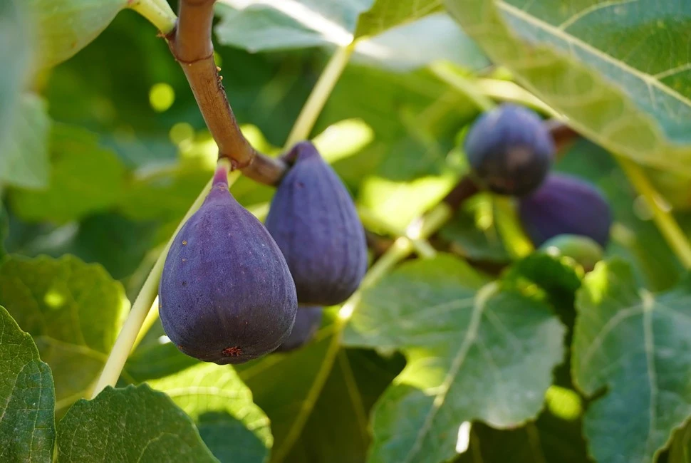 Fig Oil from Essential Oil Asia