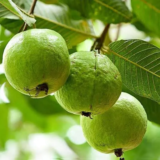 Guava Oil from Essential Oil Asia