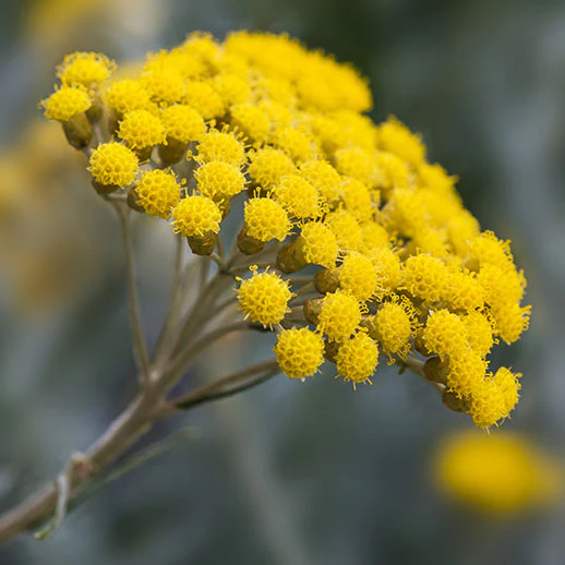 Helichrysum Oil from Essential Oil Asia