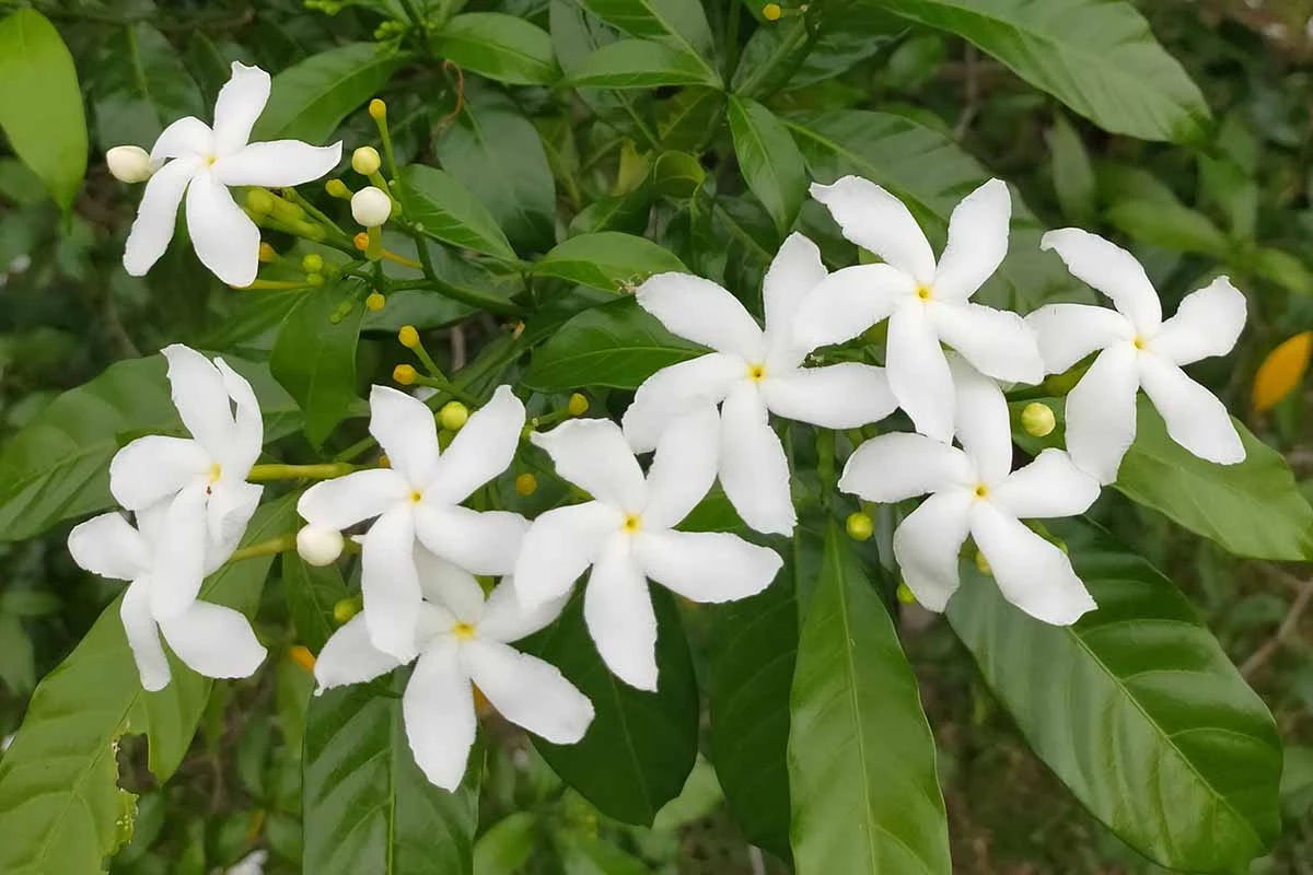 Jasmine Oil from Essential Oil Asia