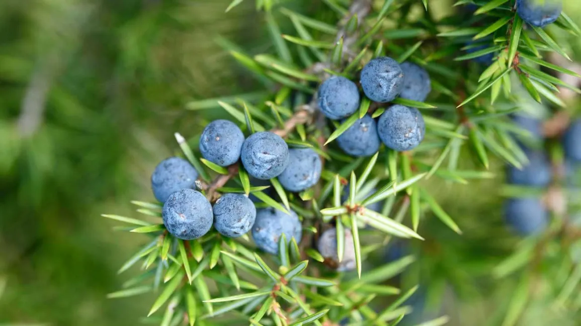 Juniper Berry Oil from Essential Oil Asia