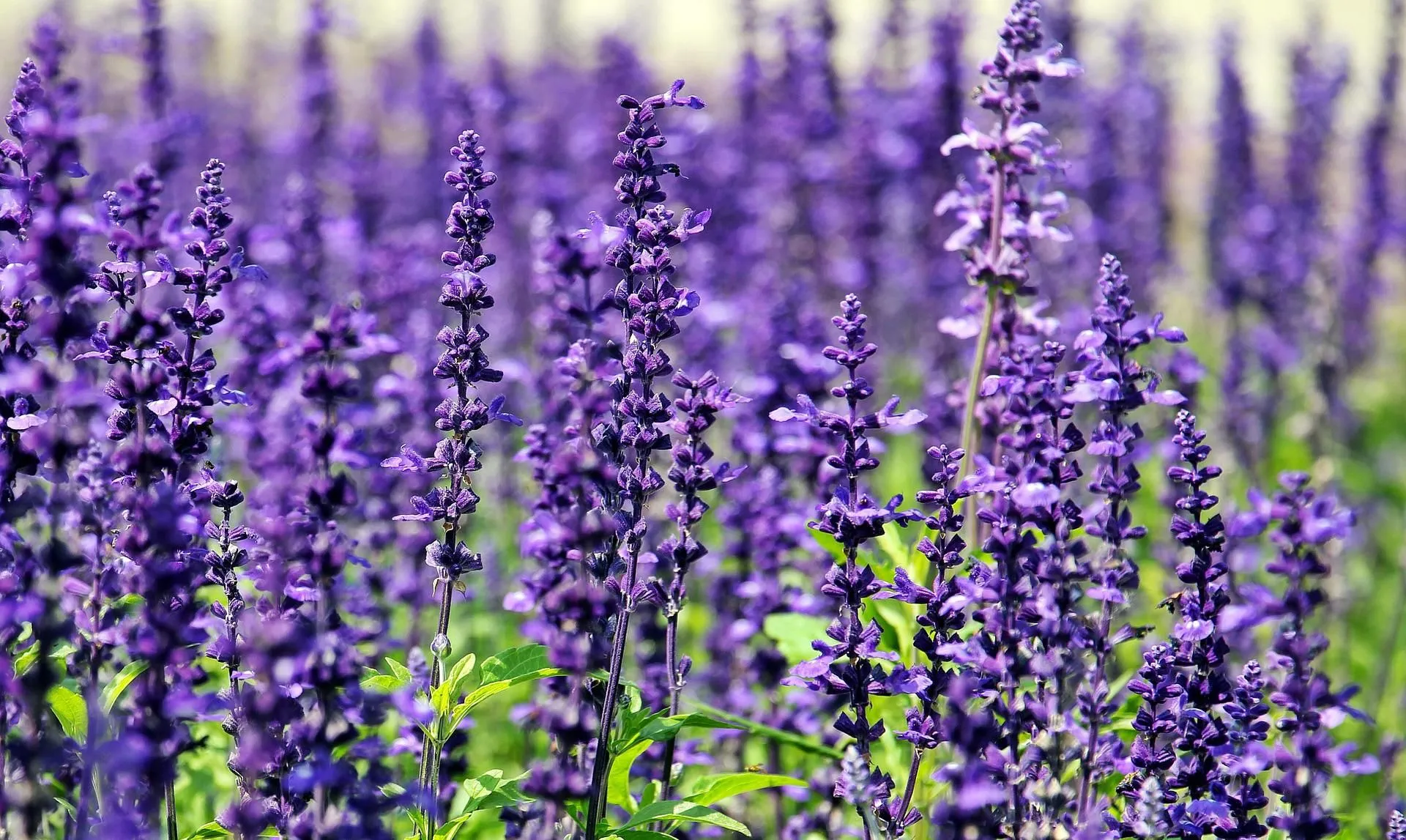 Lavender oil from Essential Oil Asia