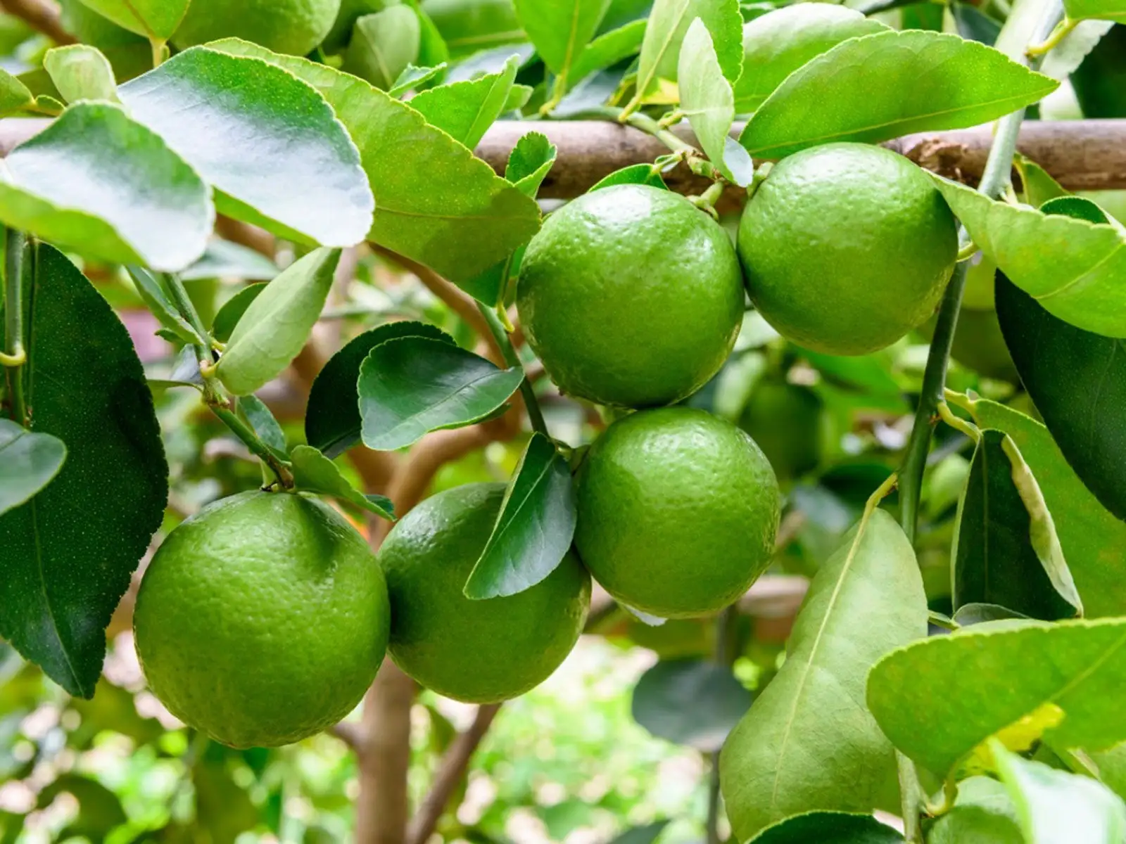 Lime Oil from Essential Oil Asia