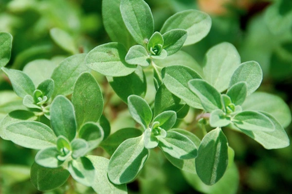 Marjoram Oil from Essential Oil Asia