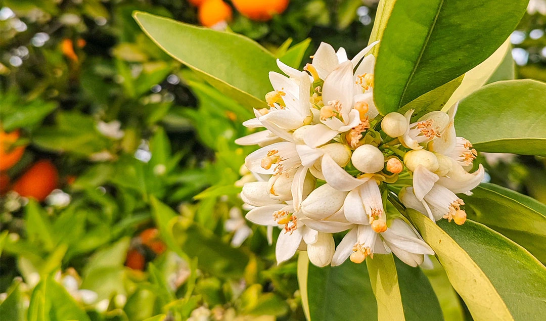 Neroli Oil from Essential Oil Asia