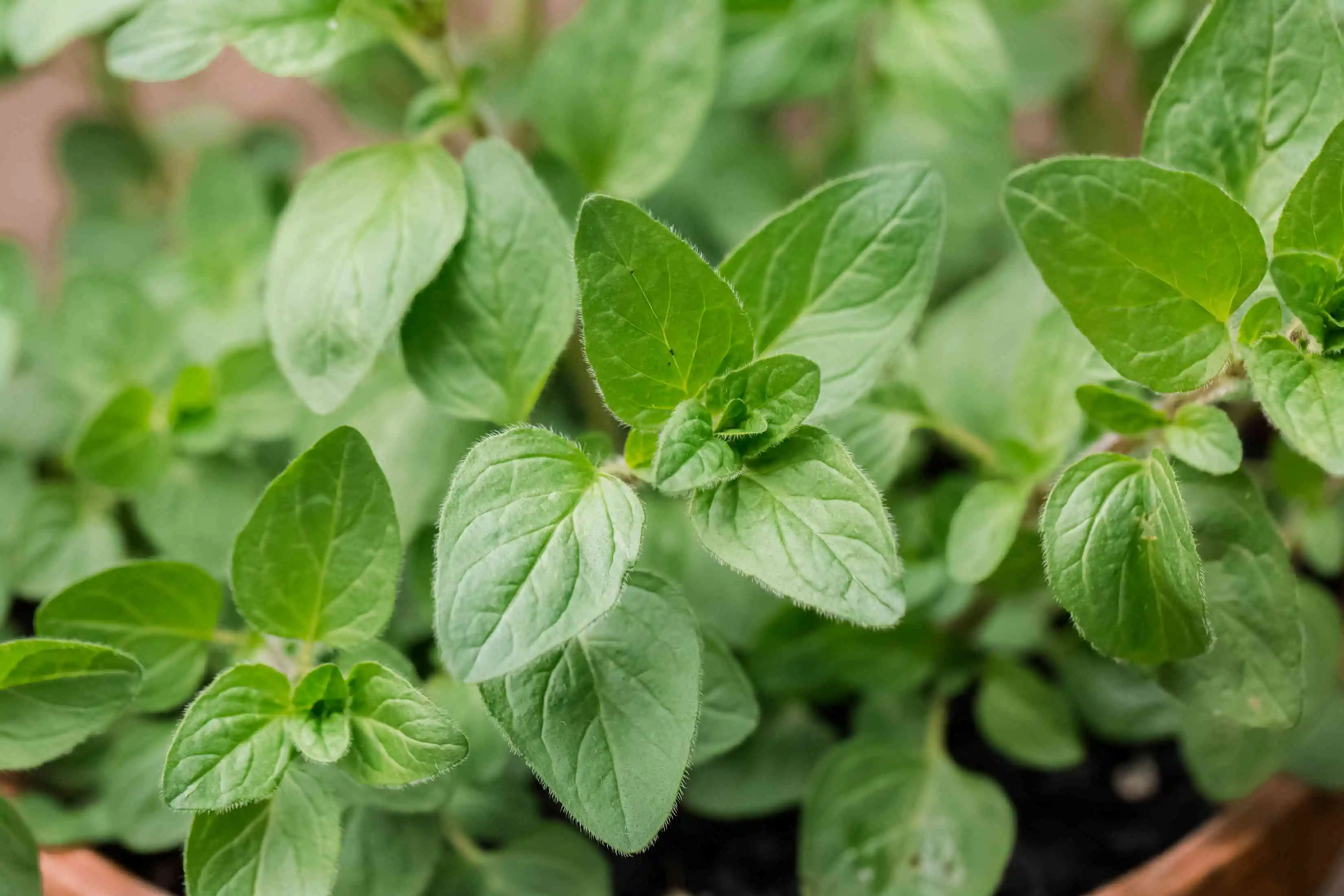 Oregano Oil from Essential Oil Asia