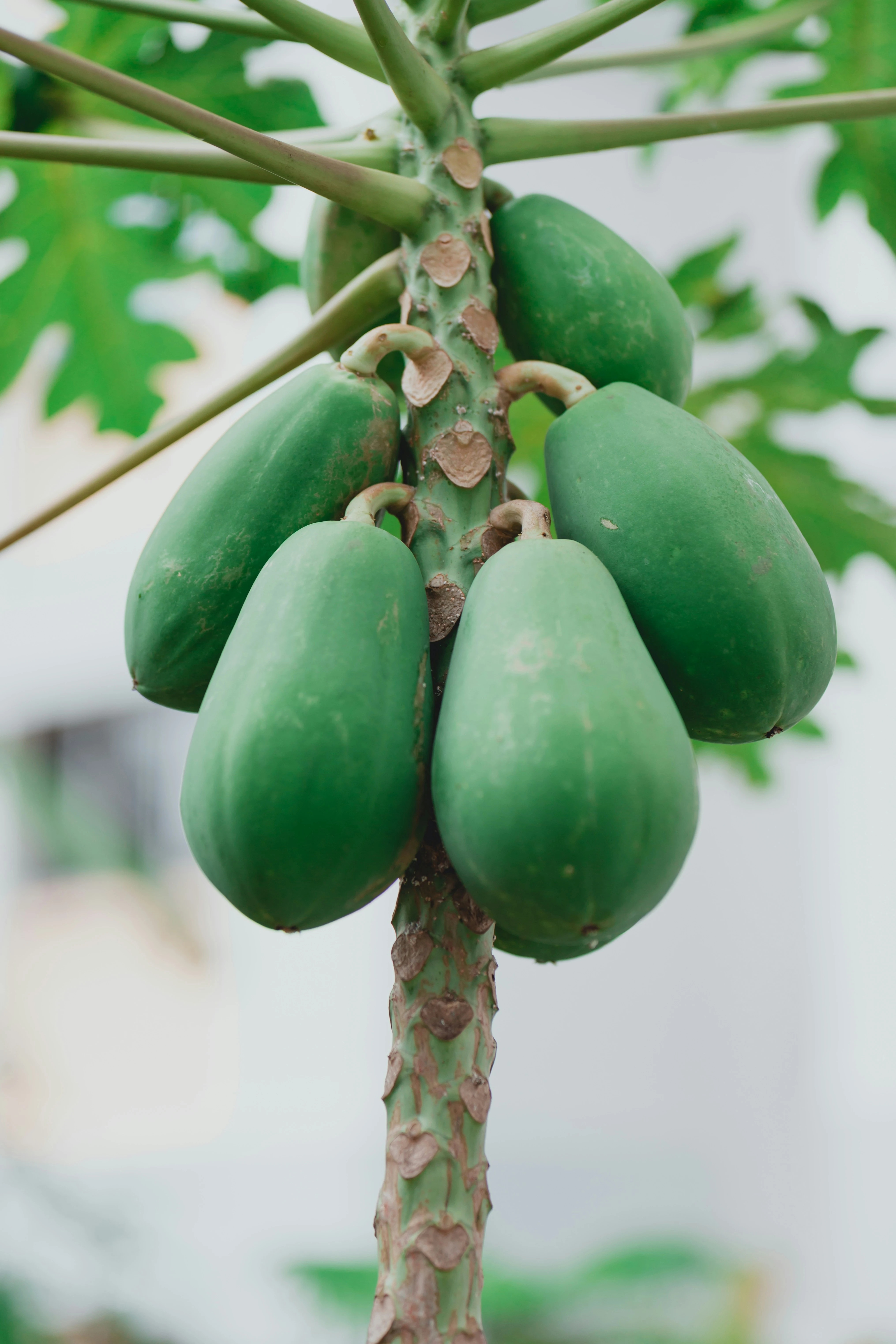 Papaya Oil from Essential Oil Asia