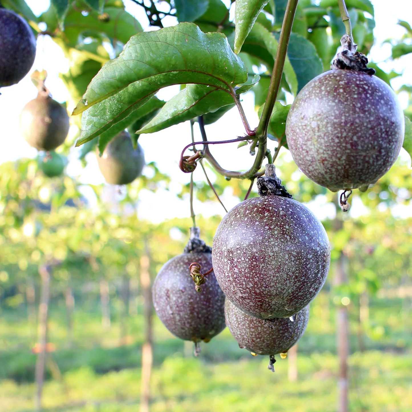 Passionfruit Oil from Essential Oil Asia