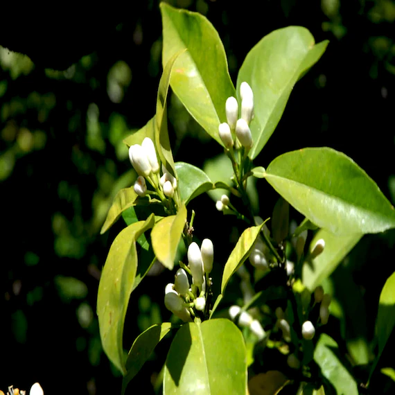 Petitgrain Oil. from Essential Oil Asia