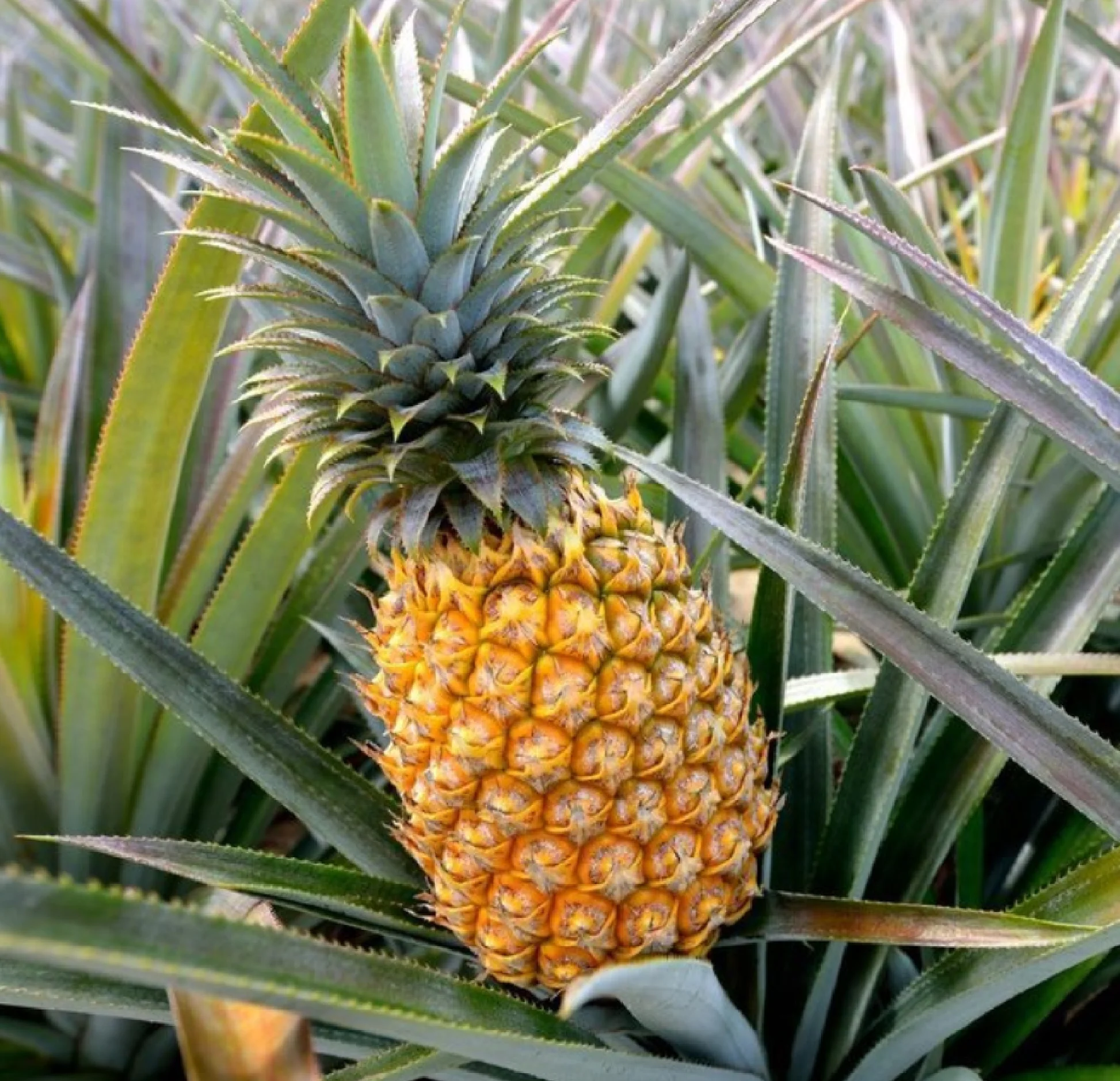 Pineapple Oil from Essential Oil Asia