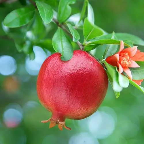 Pomegranate Oil from Essential Oil Asia