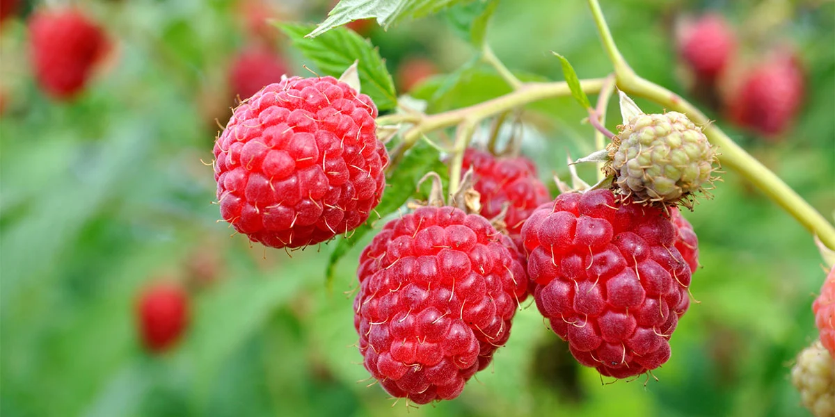 Raspberry Oil from Essential Oil Asia