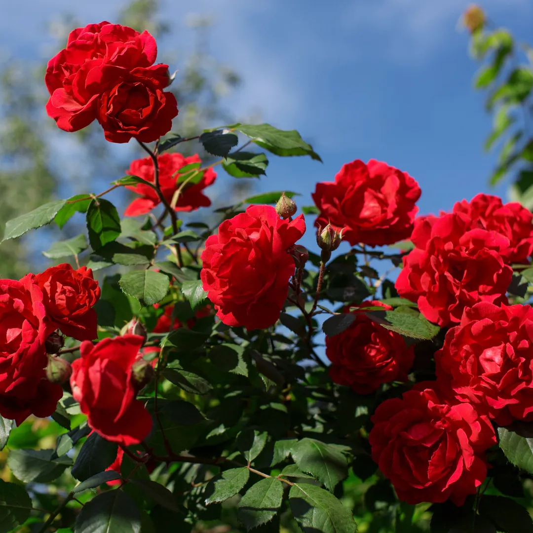 Rose Oil from Essential Oil Asia