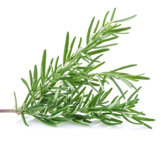 Rosemary oil from Essential Oil Asia