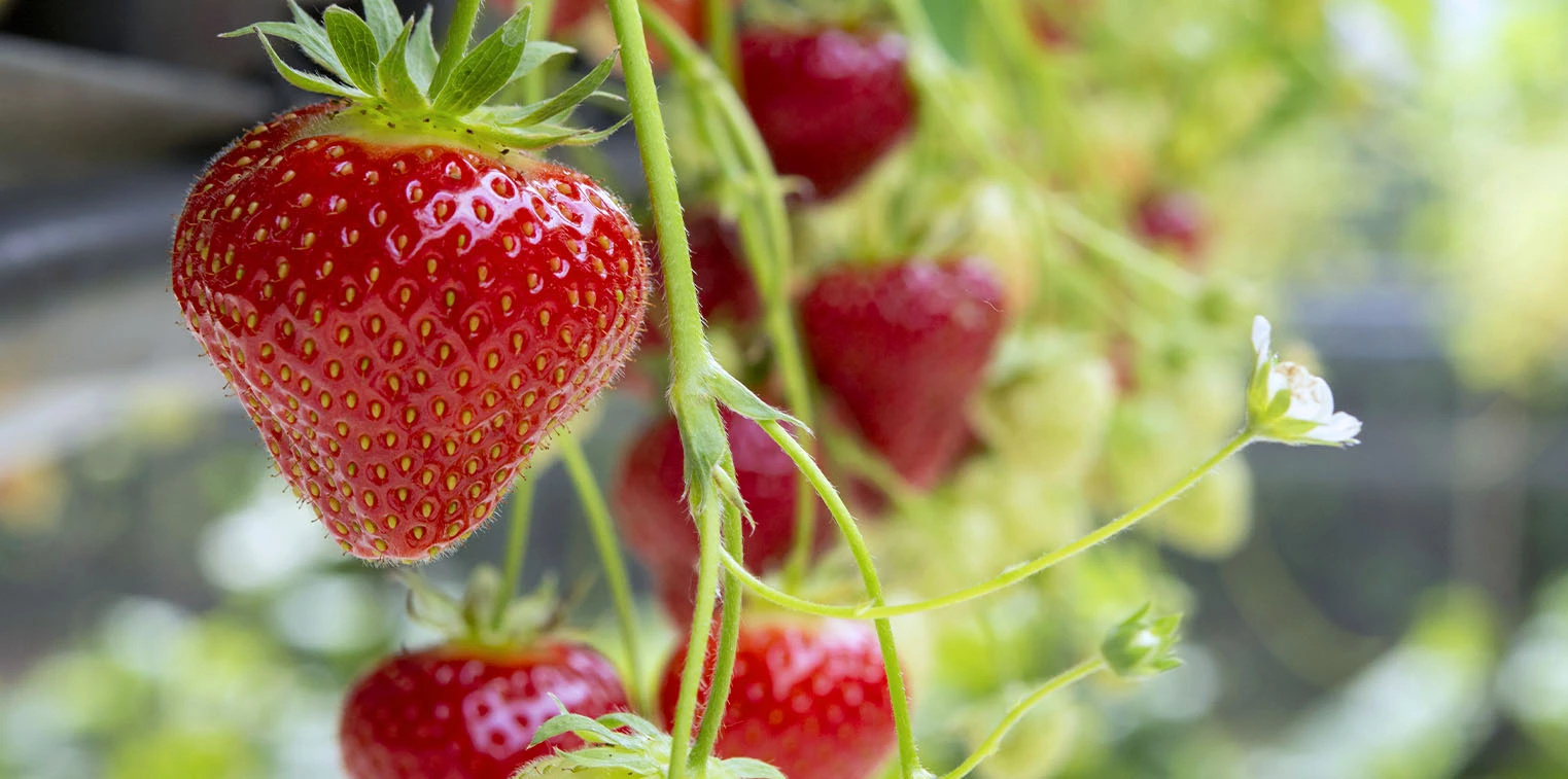 Strawberry Oil from Essential Oil Asia