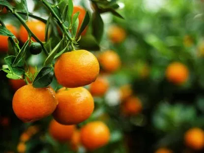 Tangerine Oil. from Essential Oil Asia