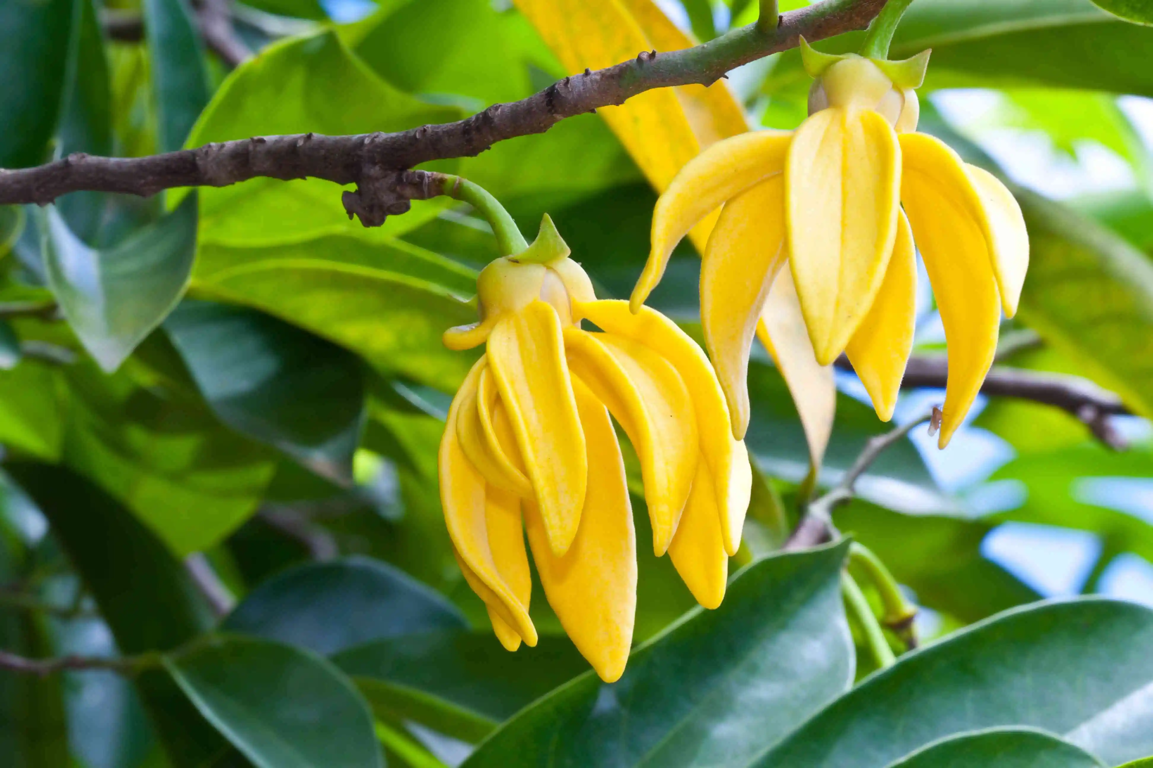 Ylang-Ylang Oil from Essential Oil Asia