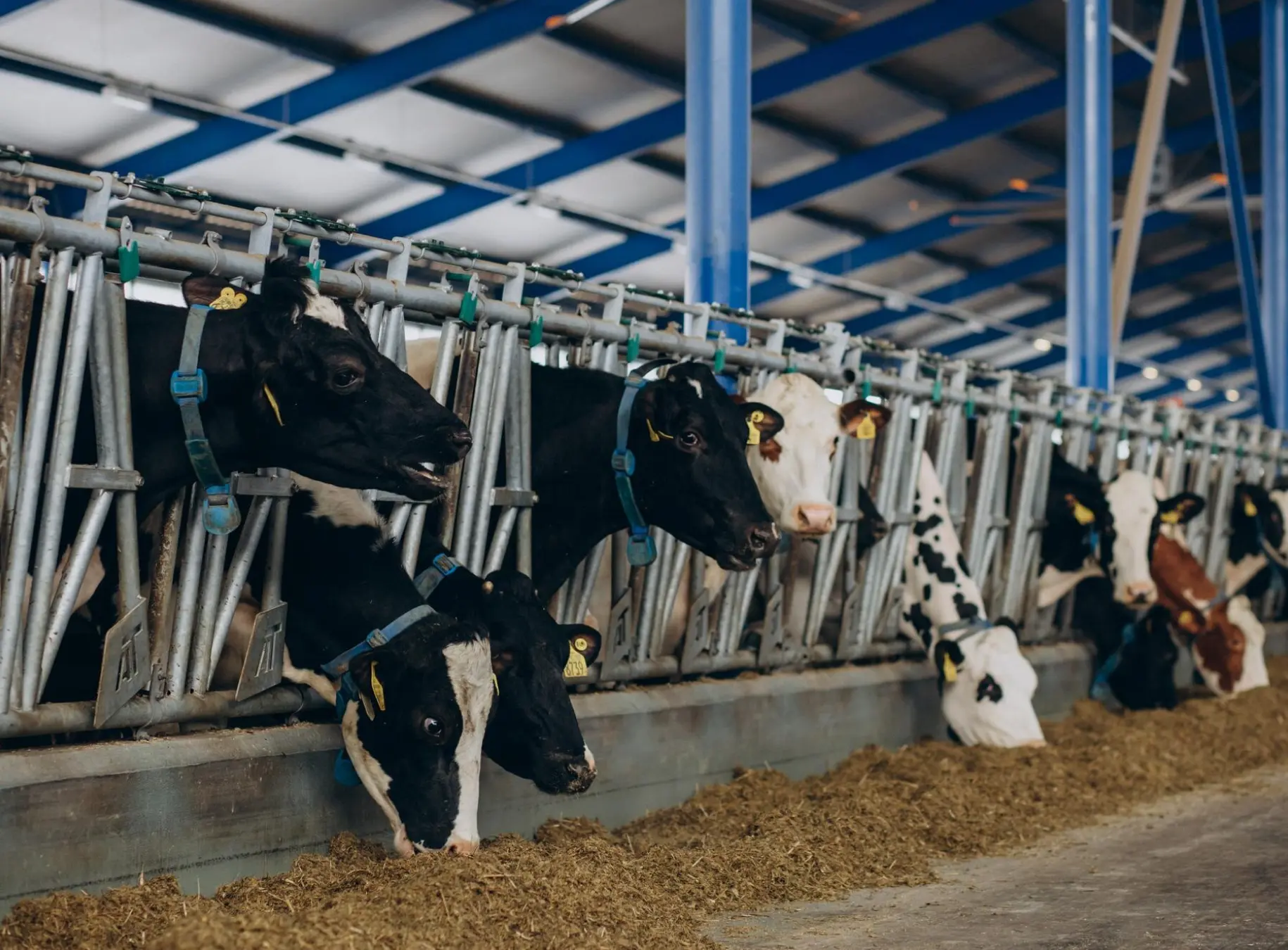 Banner of Feed Ingredients Asia