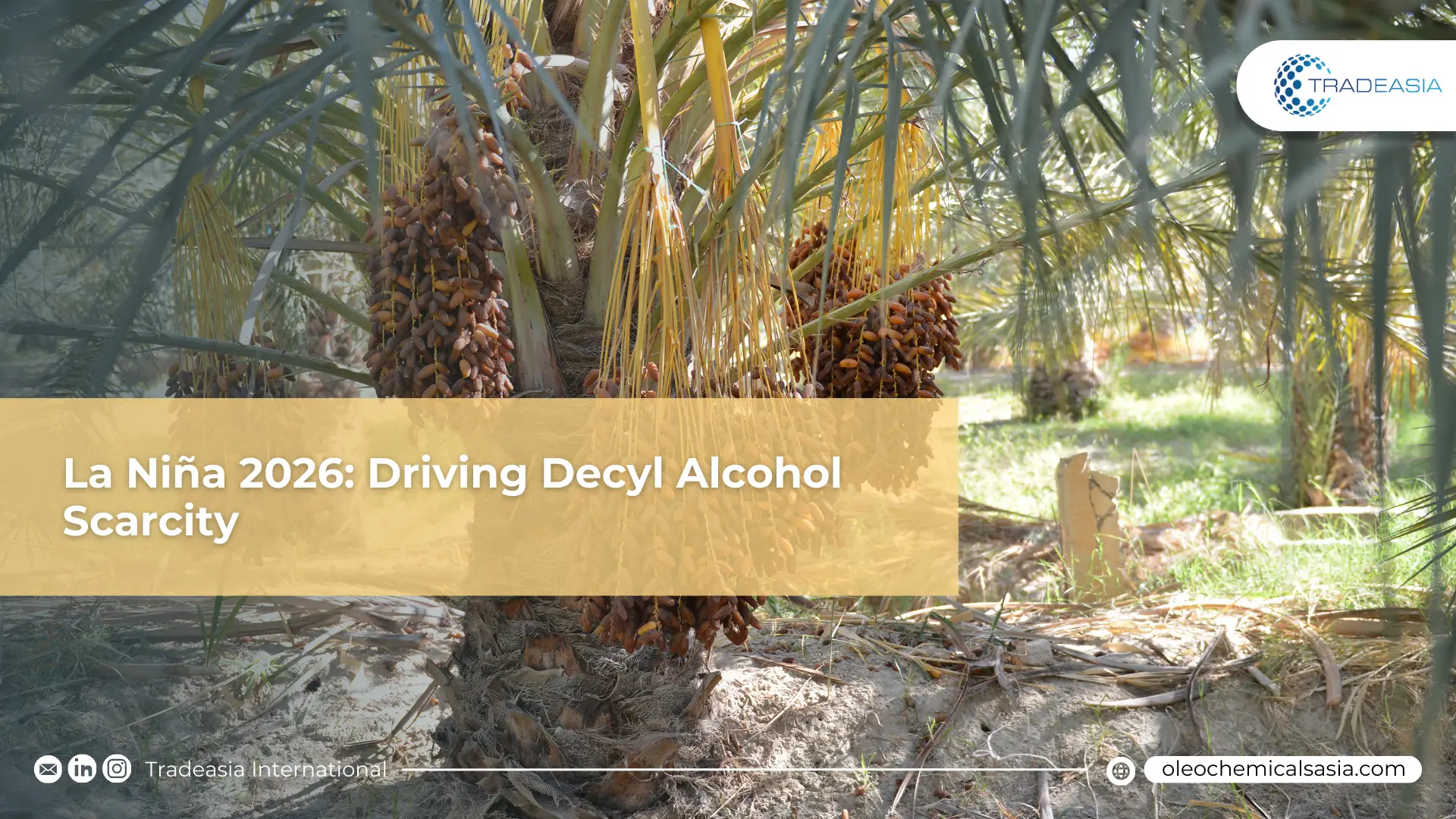 When the Rain Hits the Bottom Line: The 2026 La Nina and Decyl Alcohol Scarcity