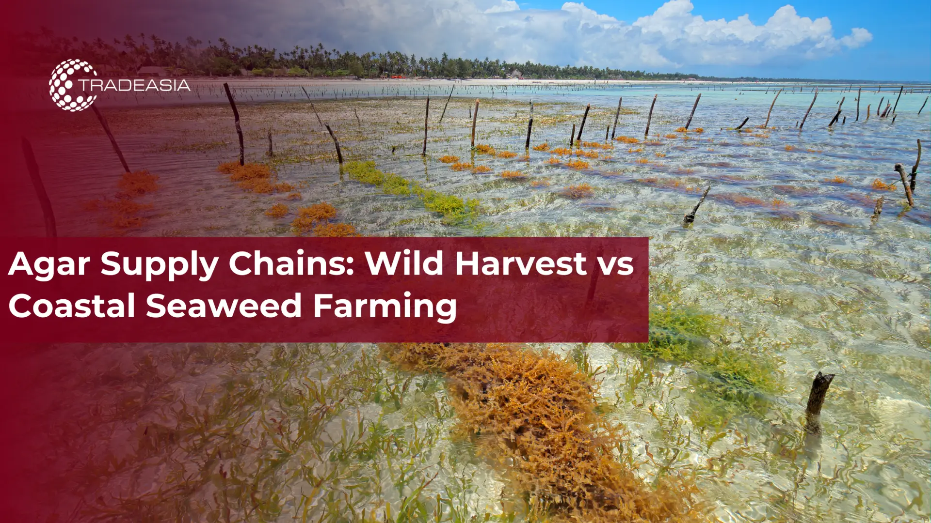 Agar Supply Chains: Wild Harvest vs Coastal Seaweed Farming