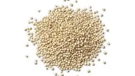 Quinoa 2026 and Beyond: Trends, Dynamics, and Platform Opportunities