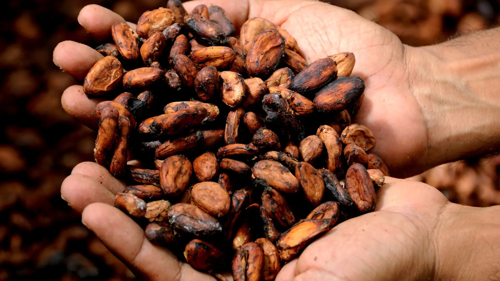 Cocoa Price Outlook 2026: Supply Recovery vs Climate Risk