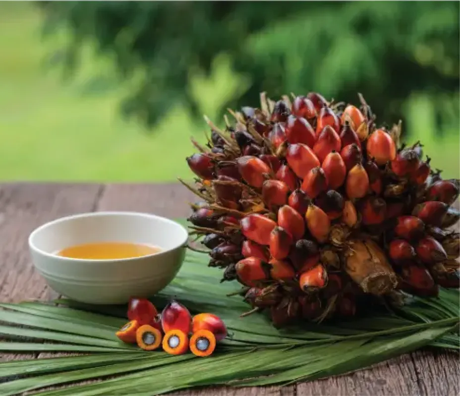 Oleo Chemicals Image