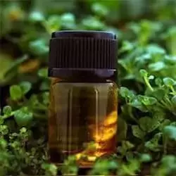 Alpha Pinene 95% - Spain in Chemtradeasia