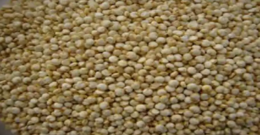 CONVENTIONAL WHITE QUINOA in Chemtradeasia